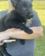 German Shepherd Puppies, German Shepherd