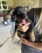 German Shepherd Puppies, German Shepherd