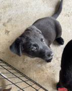 German Shepherd Puppies, German Shepherd