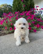 Mini Maltipoo , Mixed Breed