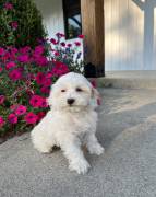 Mini Maltipoo , Mixed Breed