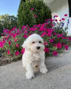 Mini Maltipoo , Mixed Breed