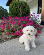 Mini Maltipoo , Mixed Breed