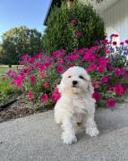 Mini Maltipoo , Mixed Breed