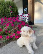 Mini Maltipoo , Mixed Breed