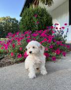 Mini Maltipoo , Mixed Breed