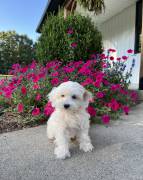 Mini Maltipoo , Mixed Breed