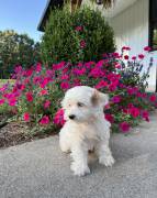 Mini Maltipoo , Mixed Breed