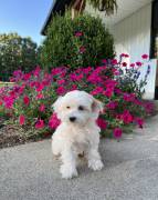 Mini Maltipoo , Mixed Breed