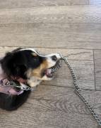 austrualian shepherd puppy, Australian Shepherd