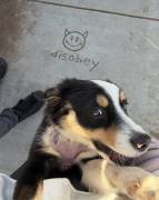 austrualian shepherd puppy, Australian Shepherd