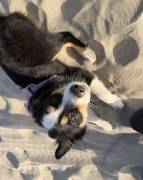 austrualian shepherd puppy, Australian Shepherd
