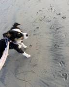 austrualian shepherd puppy, Australian Shepherd