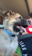 German Shepherd Mix, Mixed Breed