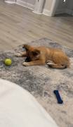 German Shepherd Mix, Mixed Breed