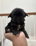 Yorkshire Terrier Puppies , Yorkshire Terrier Yorkshire Terrier Puppies , Yorkshire Terrier