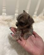 Yorkshire Terrier Puppies , Yorkshire Terrier Yorkshire Terrier Puppies , Yorkshire Terrier