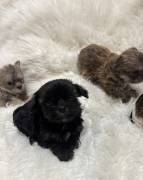 Yorkshire Terrier Puppies , Yorkshire Terrier Yorkshire Terrier Puppies , Yorkshire Terrier