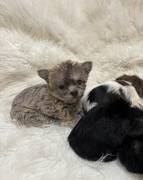 Yorkshire Terrier Puppies , Yorkshire Terrier