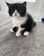 exotic shorthair kittens , Exotic