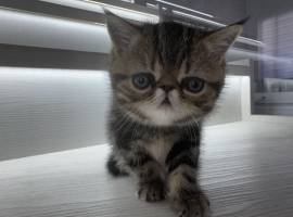 exotic shorthair kittens , Exotic