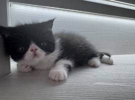 exotic shorthair kittens , Exotic