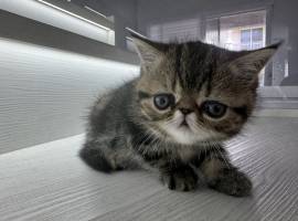 exotic shorthair kittens , Exotic