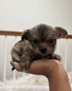 Sweet Lovable Puppies, Yorkshire Terrier