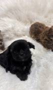 Sweet Lovable Puppies, Yorkshire Terrier