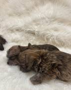 Sweet Lovable Puppies , Yorkshire Terrier