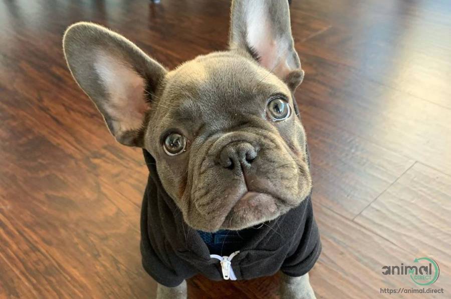 Winston French Bullldog, French Bulldog