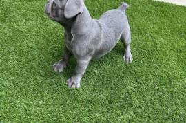 One left - Beautiful blue boy , French Bulldog