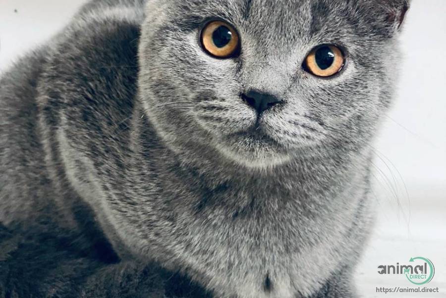 British Blue shorthair male , British Shorthair