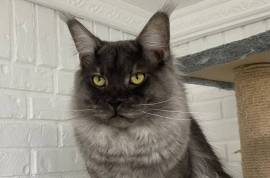 Maine Coons - Purebreds, Maine Coon