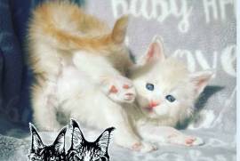 Maine Coons - Purebreds, Maine Coon