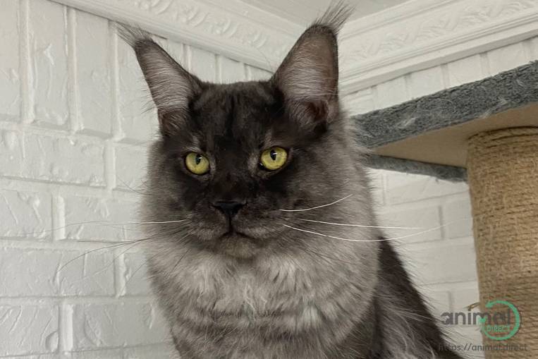 Maine Coons - Purebreds, Maine Coon