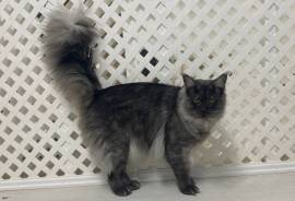 Maine Coons - Purebreds, Maine Coon