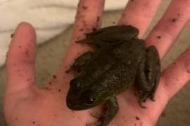 Juvenile American Bullfrogs, Frog