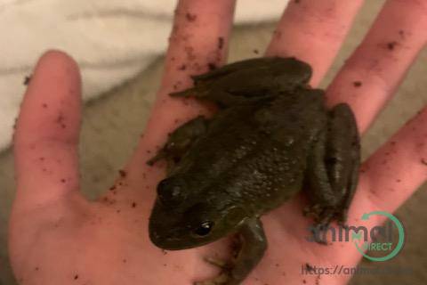 Juvenile American Bullfrogs, Frog