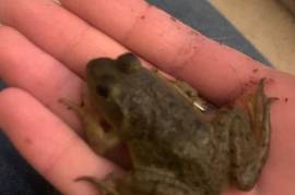 Juvenile American Bullfrogs, Frog