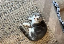 Adorable Scottish Kilt Kitten , Scottish Fold