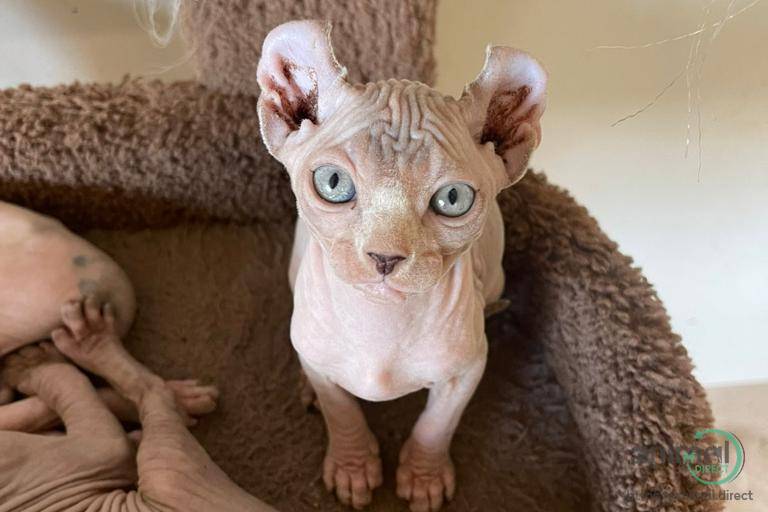 Beautiful Sphnynx Elf Kittens , Kitten in McAllen, Texas