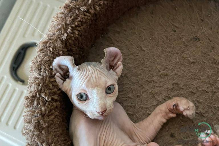 Beautiful Sphnynx Elf Kittens , Sphynx