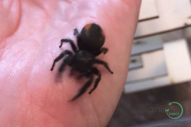 Jumping Spider, Other Animals