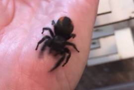 Jumping Spider, Other Animals