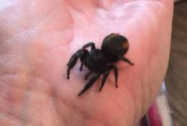Jumping Spider, Other Animals