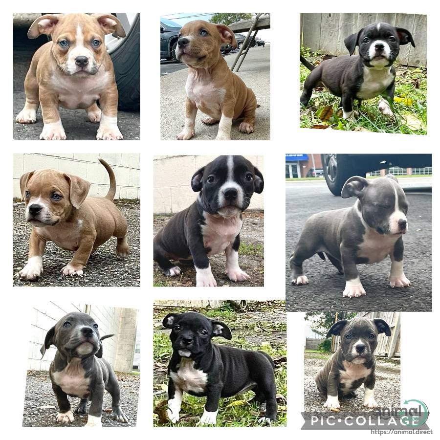 American bully pups for sale , Puppy in