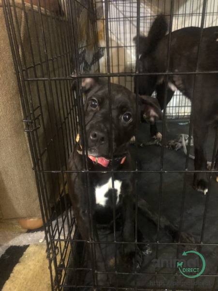 HI im luna , Mixed Breed