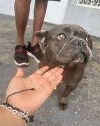 female frenchie full breed , Mixed Breed