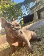 female frenchie full breed , Mixed Breed